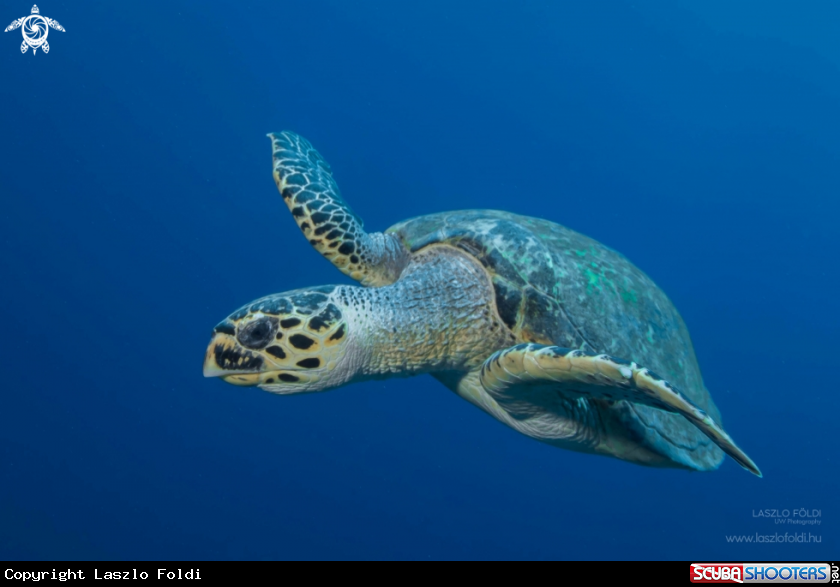 A Turtle  