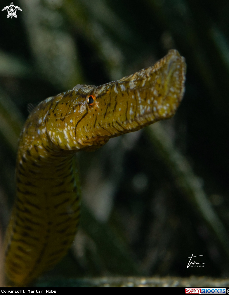 A Broadnose Pipefish