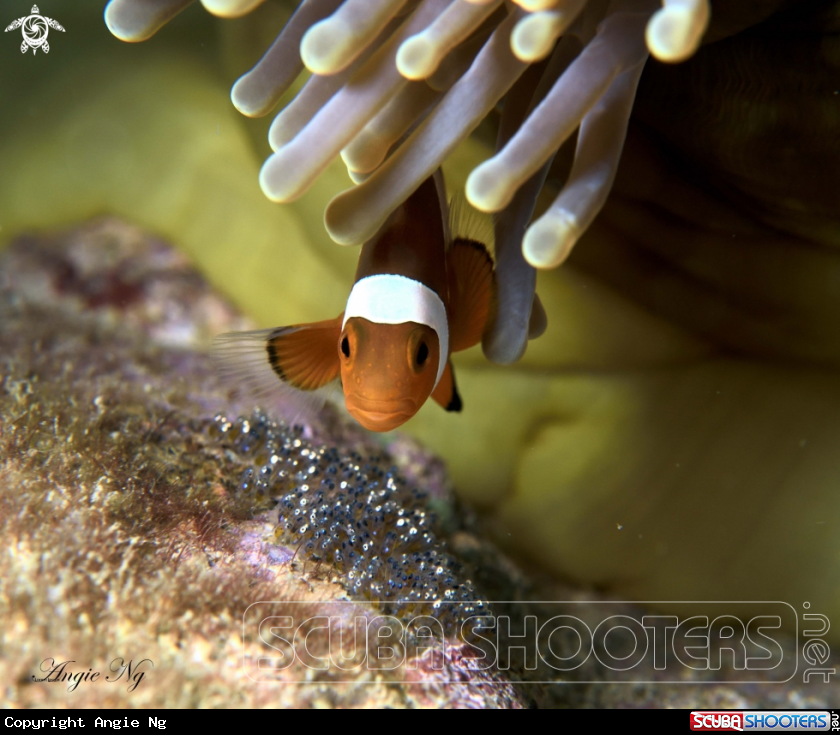 A Clownfish
