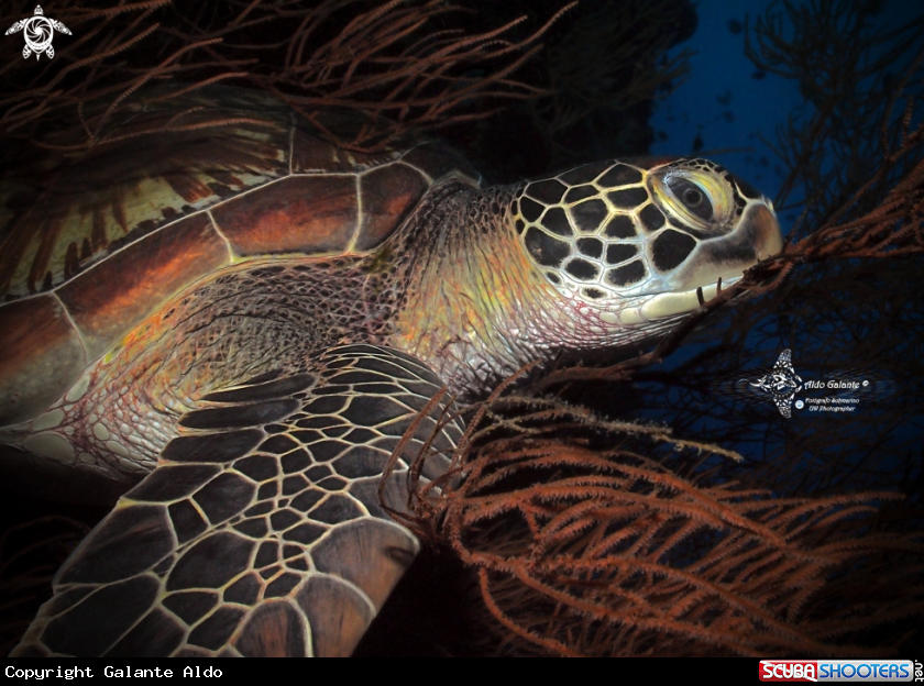 A Green Turtle