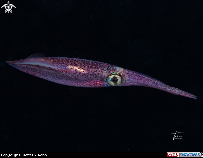 A European Squid