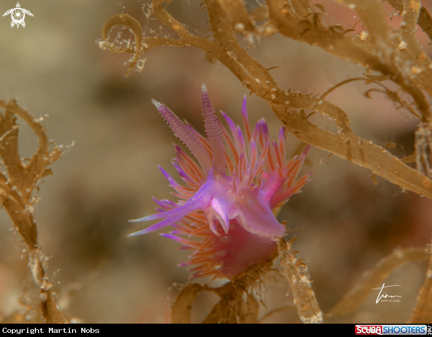 A Flabellina affinis