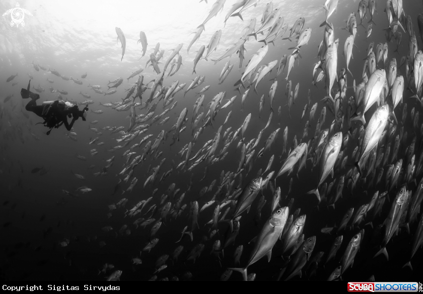 A Bigeye trevally