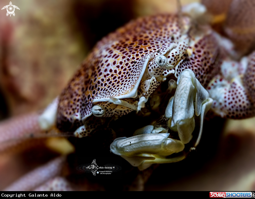 A Porcelain Crab 