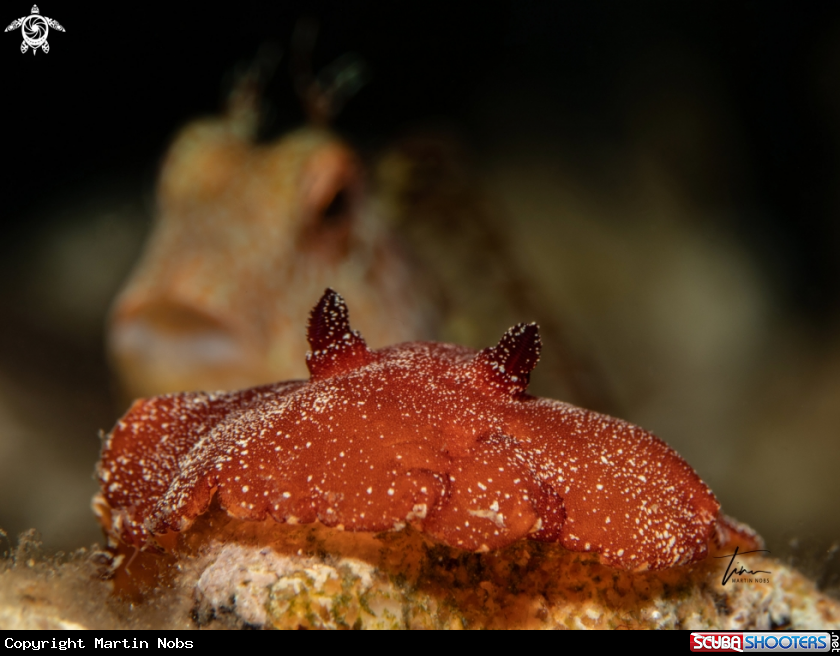 A Leathery Doris / Ringneck Blenny