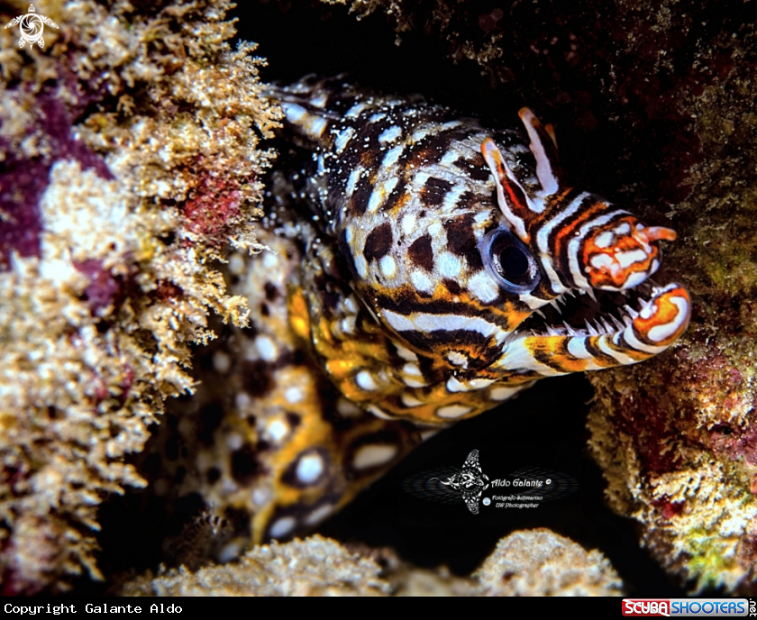 A Leopard Moray Eel