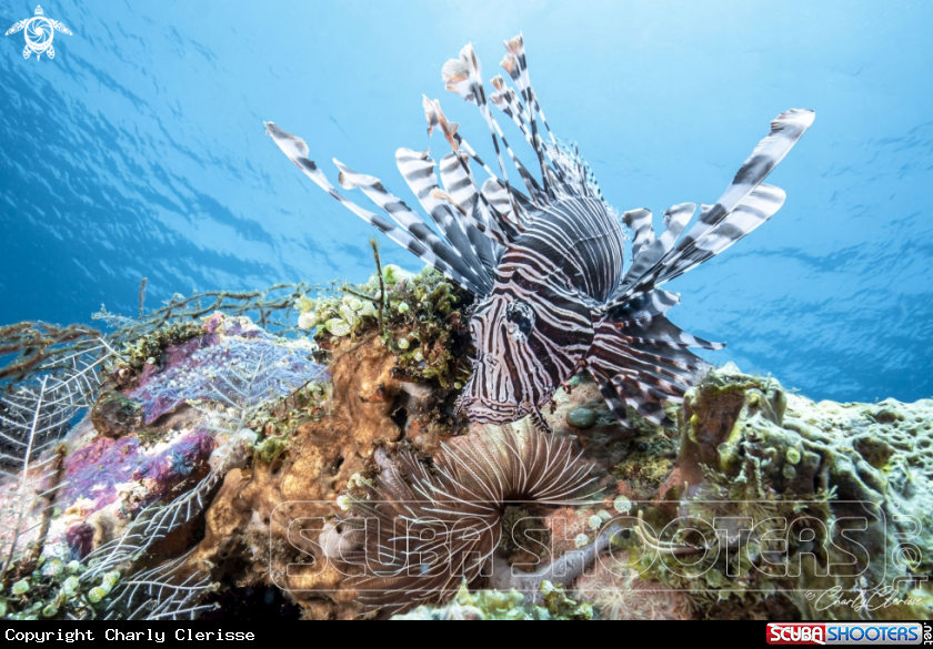 A Red Lionfish