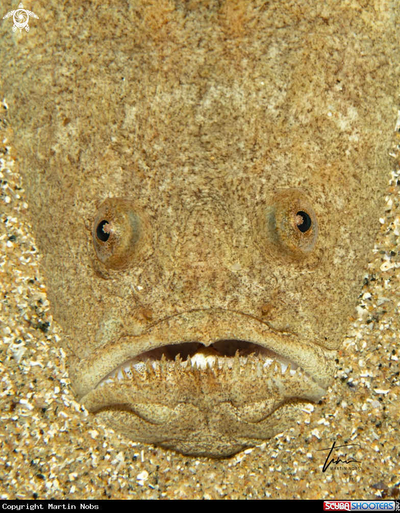 A Atlantic Stargazer
