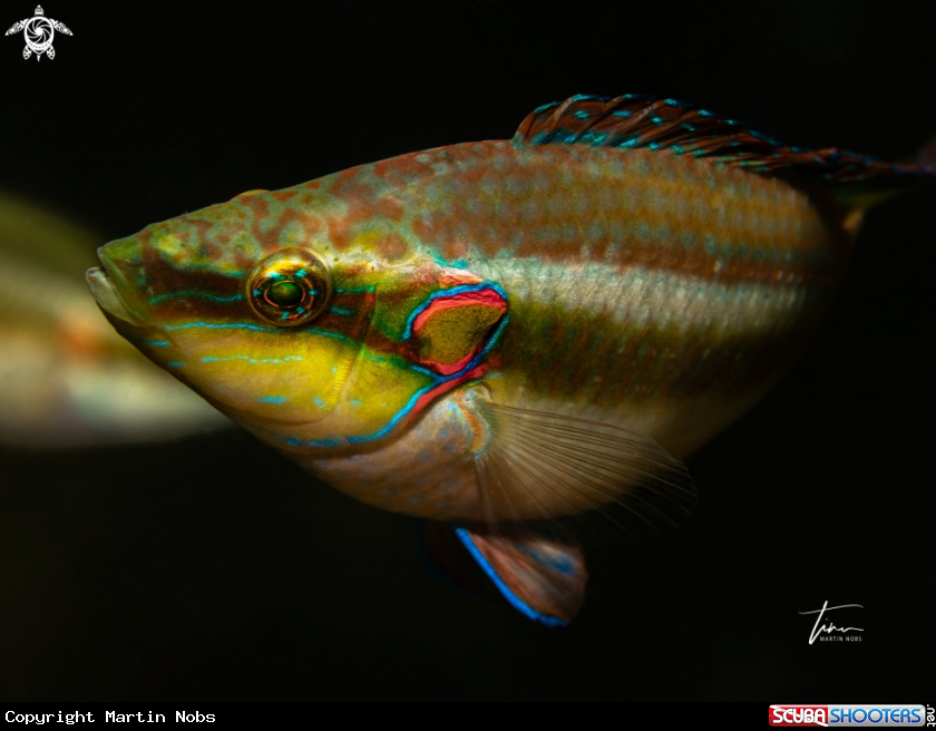 A Ocellated Wrasse