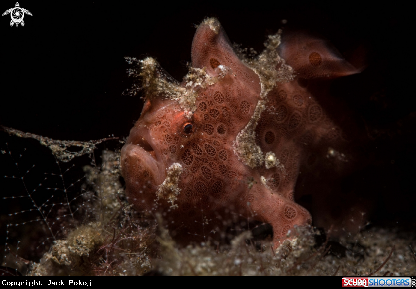 A Painted frogfish