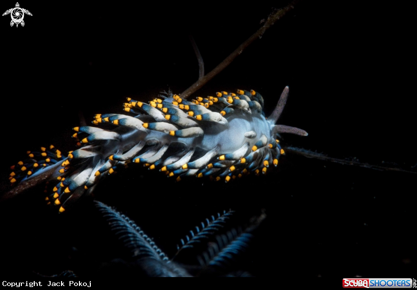 A Tenellia sp.
