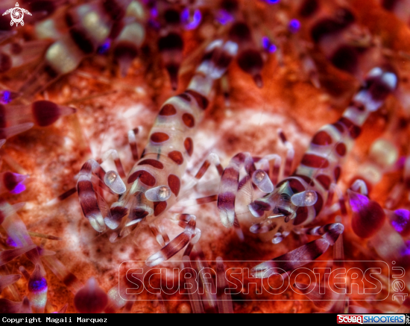 A Coleman Shrimp 