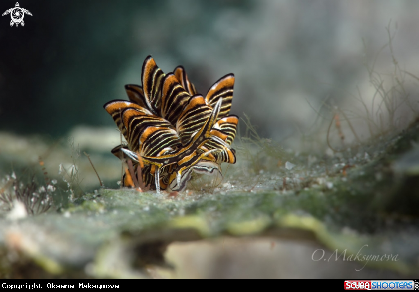 A Cyerce nigra