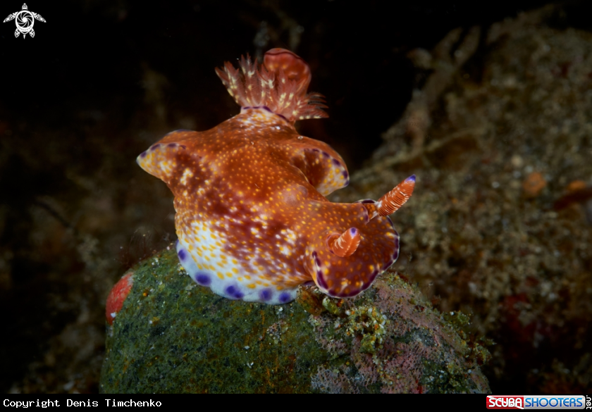 A NUDIBRANCH