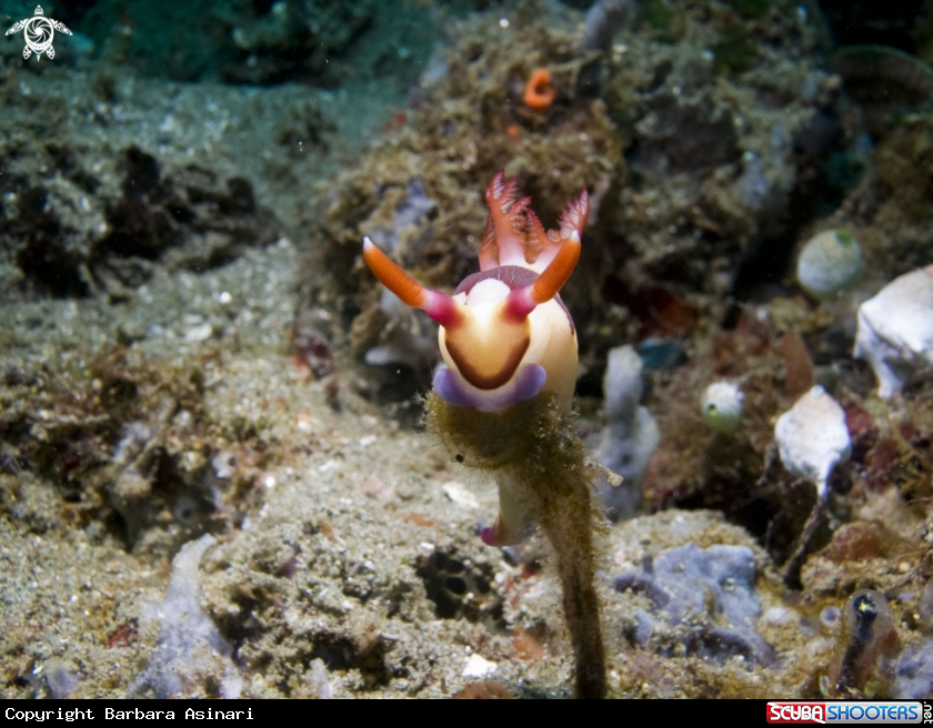 A underwater creature