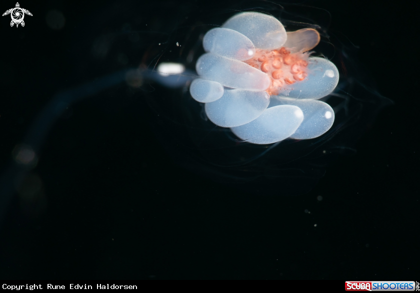 A Nanomia cara