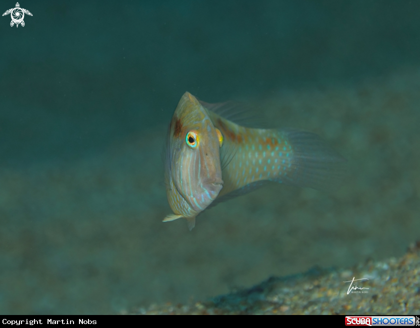 A Pearly Razorfish
