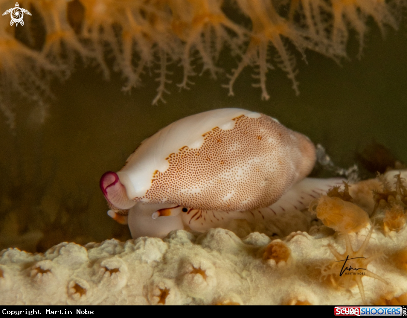 A False cowrie