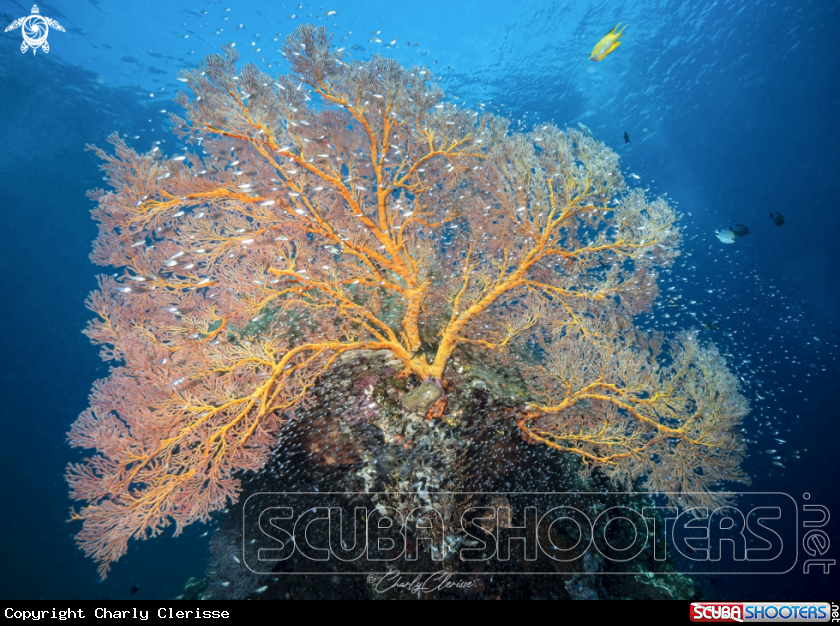 A Gorgonian Sea Fan