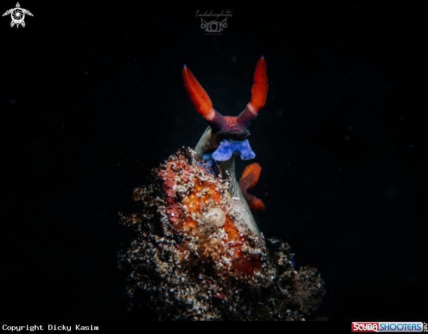 A Nembrotha purpureolineata nudibranch