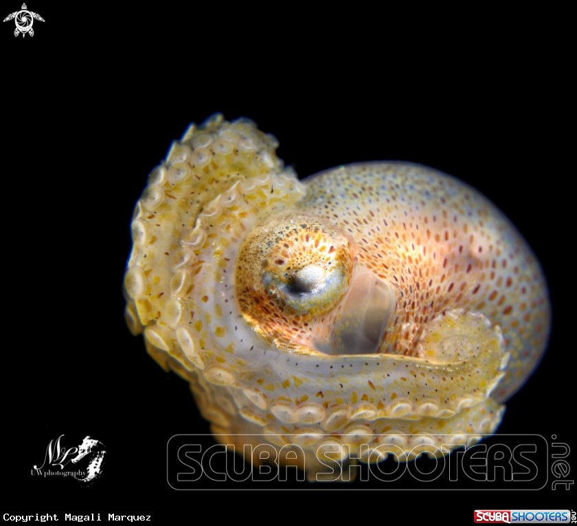 A Octopod juvenile 