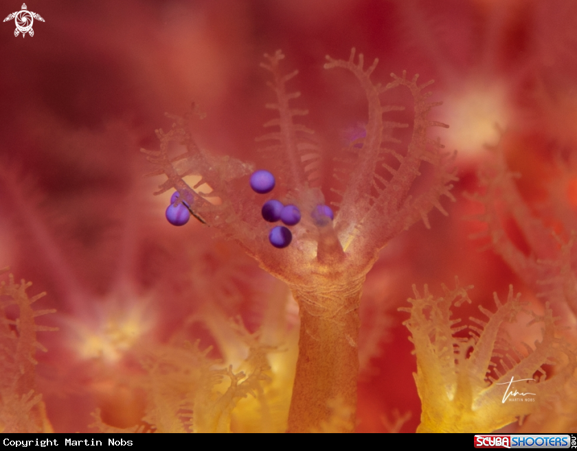 A Violescent Sea-whip
