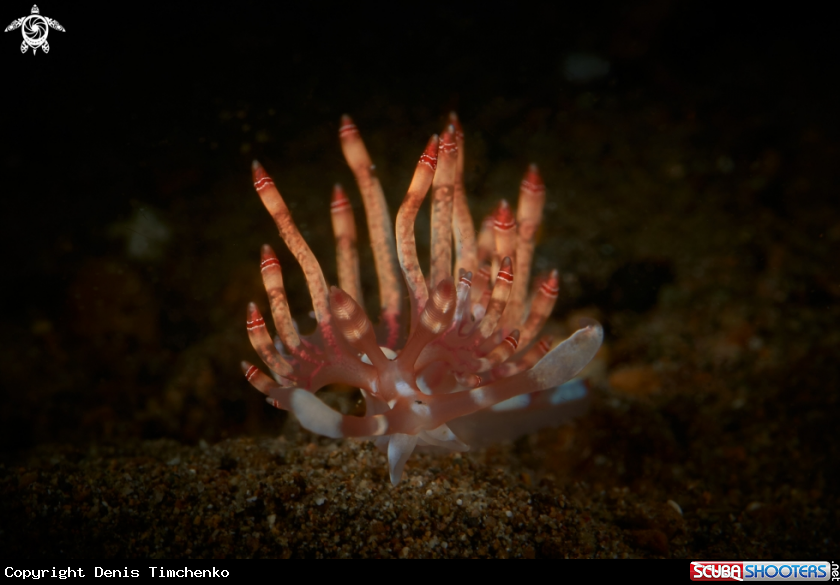 A NUDIBRANCH