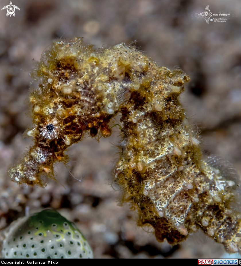 A Seahorse