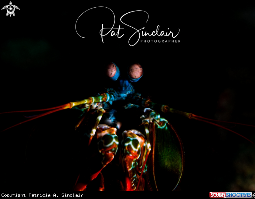 A Peacock Mantis Shrimp