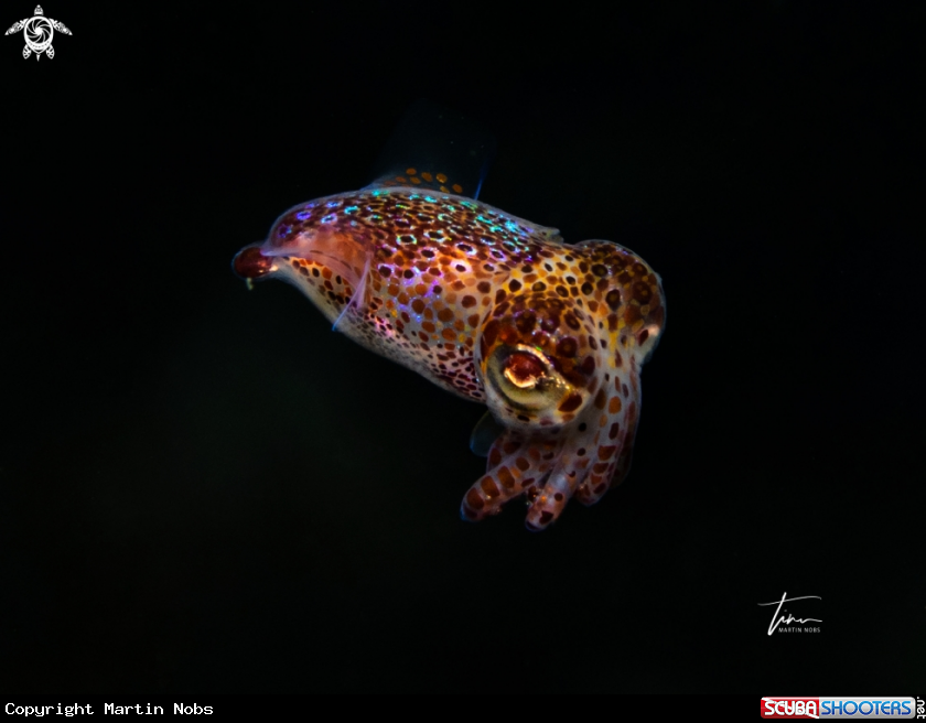 A Dwarf Bobtail Squid