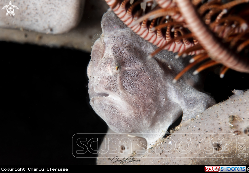 A Painted Frogfish