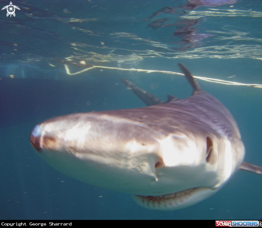 A Blue Shark
