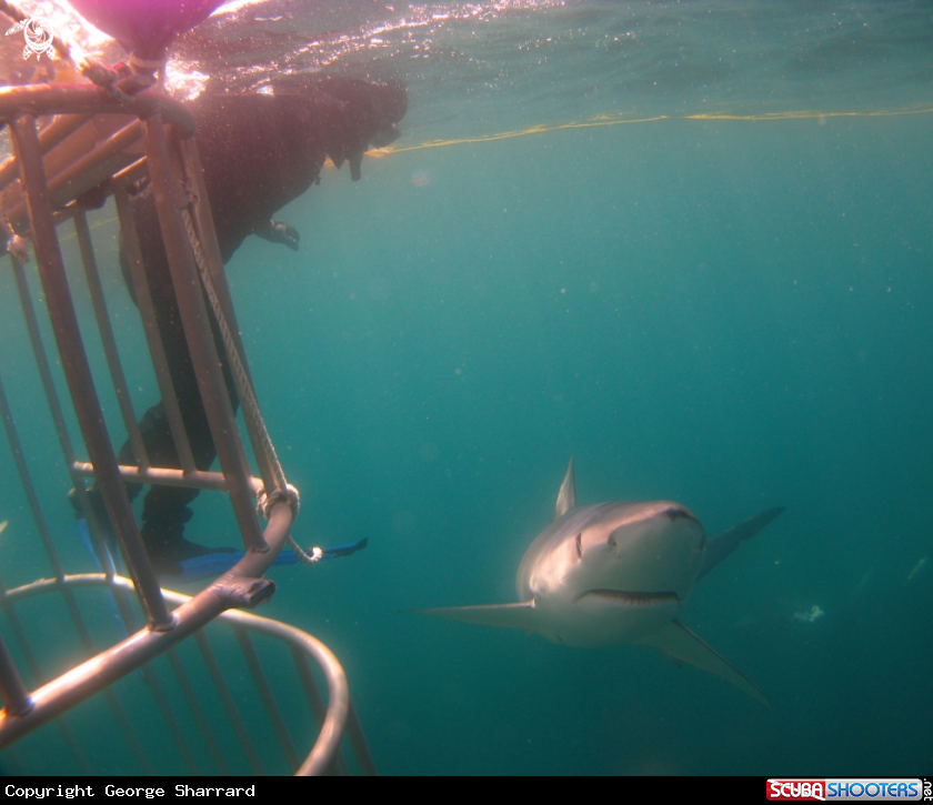 A Blue Shark