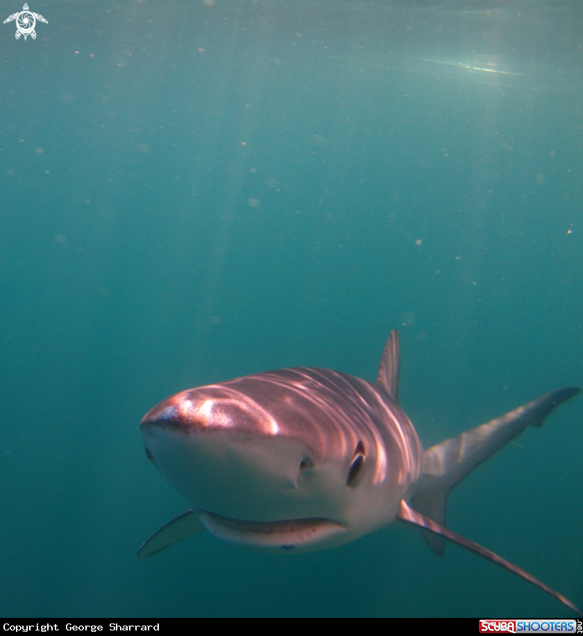 A Blue Shark