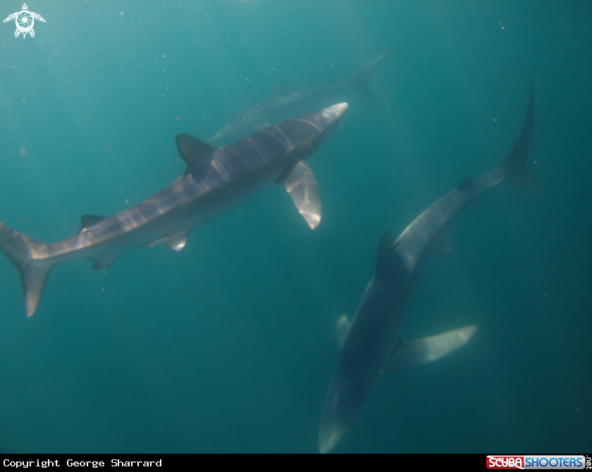 A Blue Shark