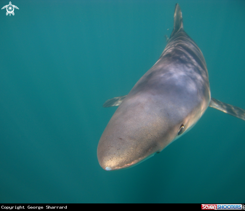 A Blue Shark