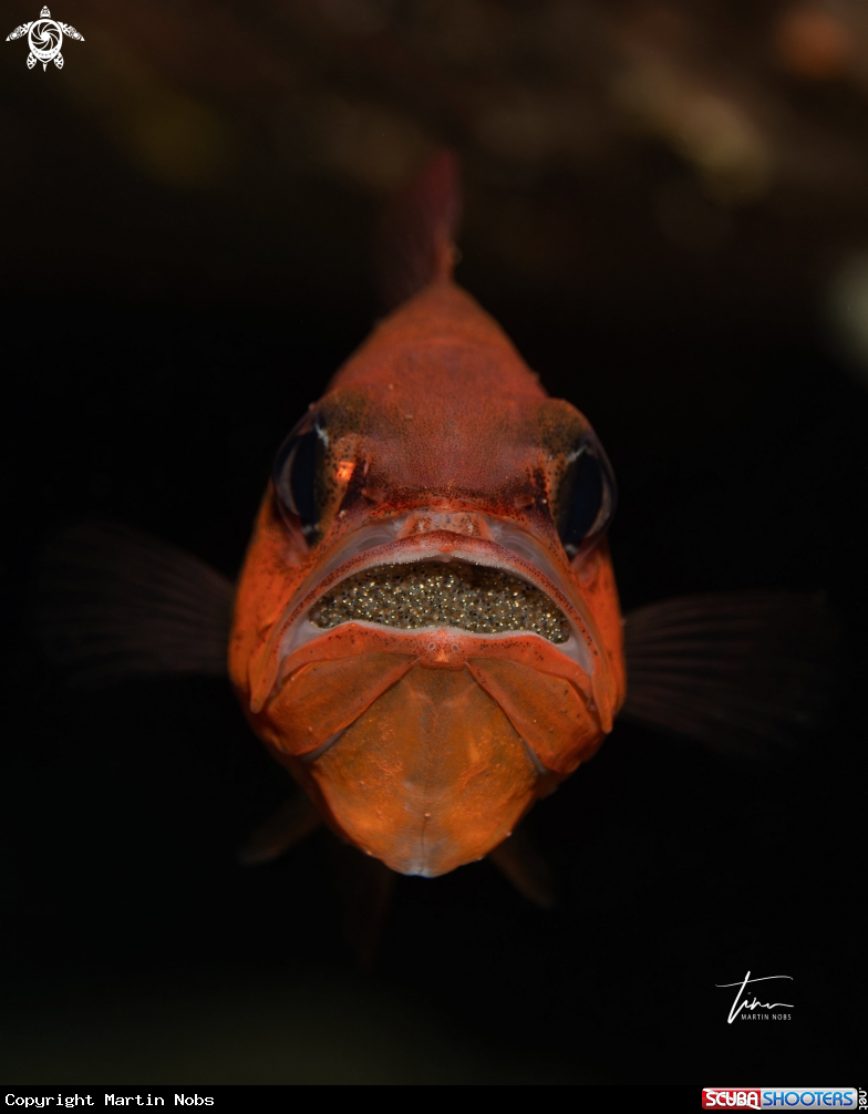 A Red Cardinalfish