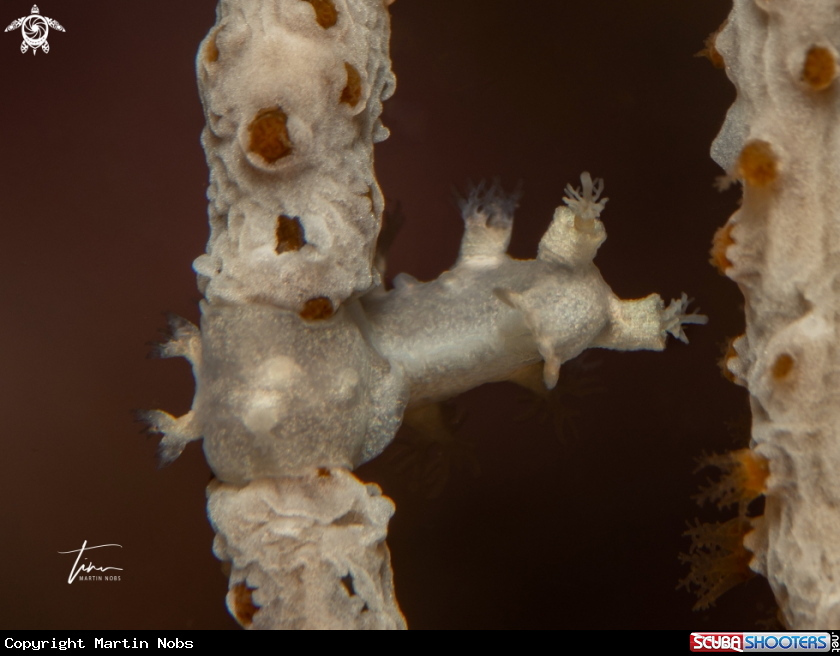 A Duvaucelia odhneri