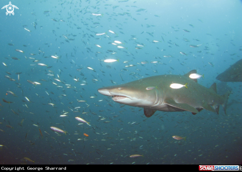 A Sand Tiger Shark