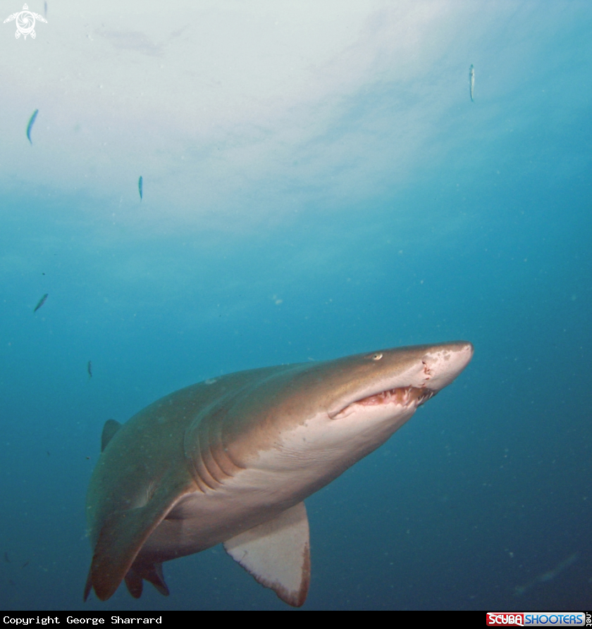 A Sand Tiger Shark