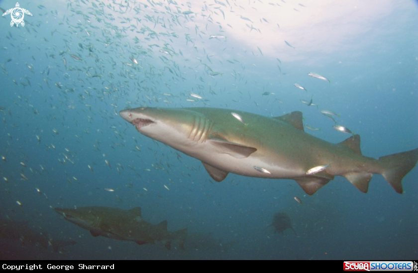 A Sand Tiger Shark