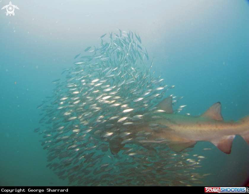 A Sand Tiger Shark