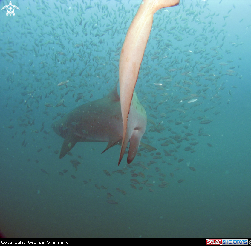 A Sand Tiger Shark