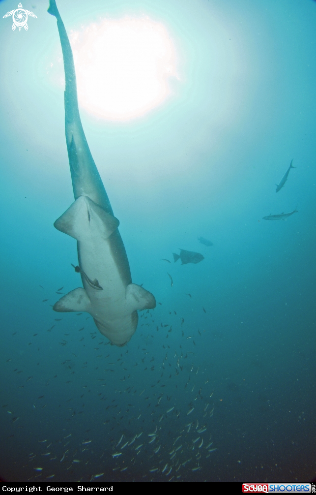 A Sand Tiger Shark