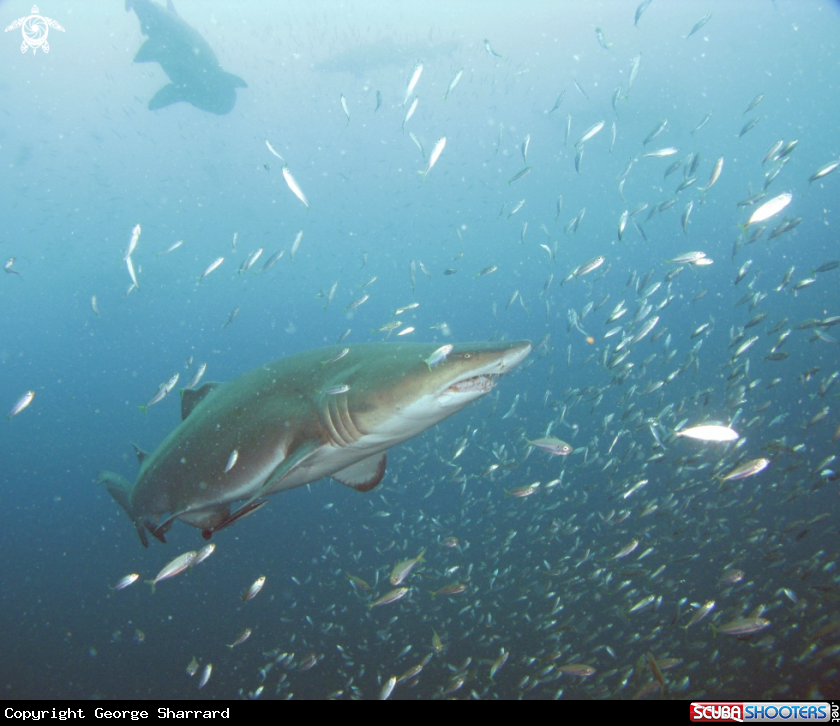 A Sand Tiger Shark