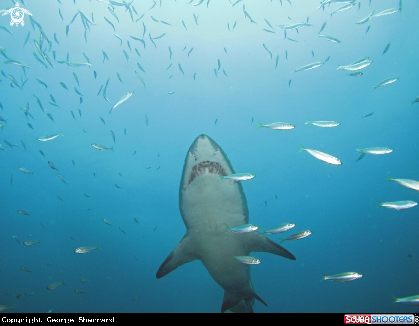 A Sand Tiger Shark