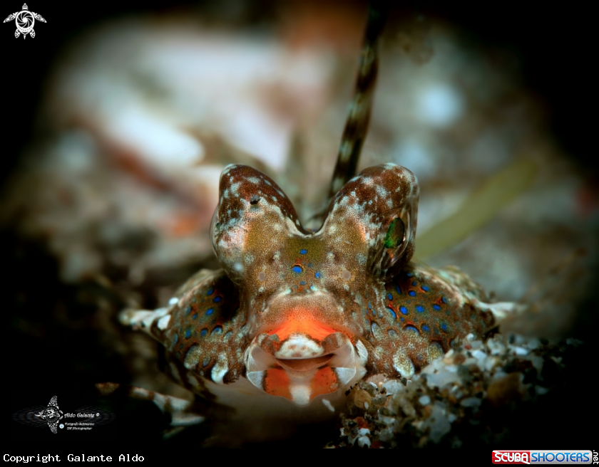 A Kuiter's Dragonet
