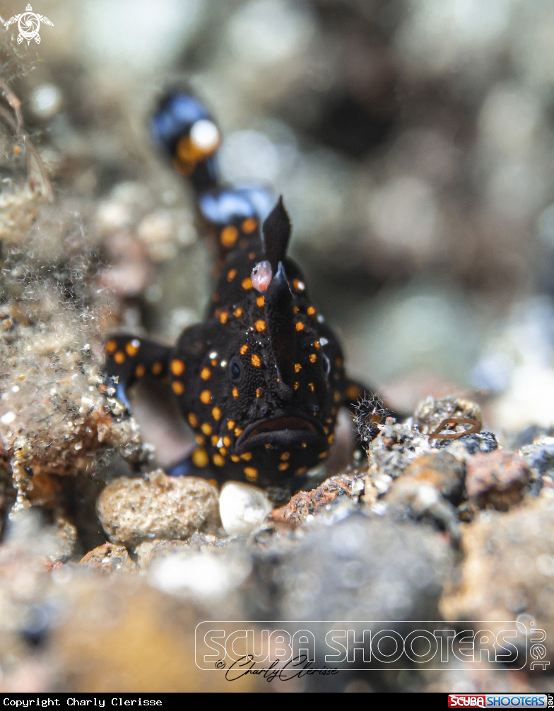 A Painted Frogfish