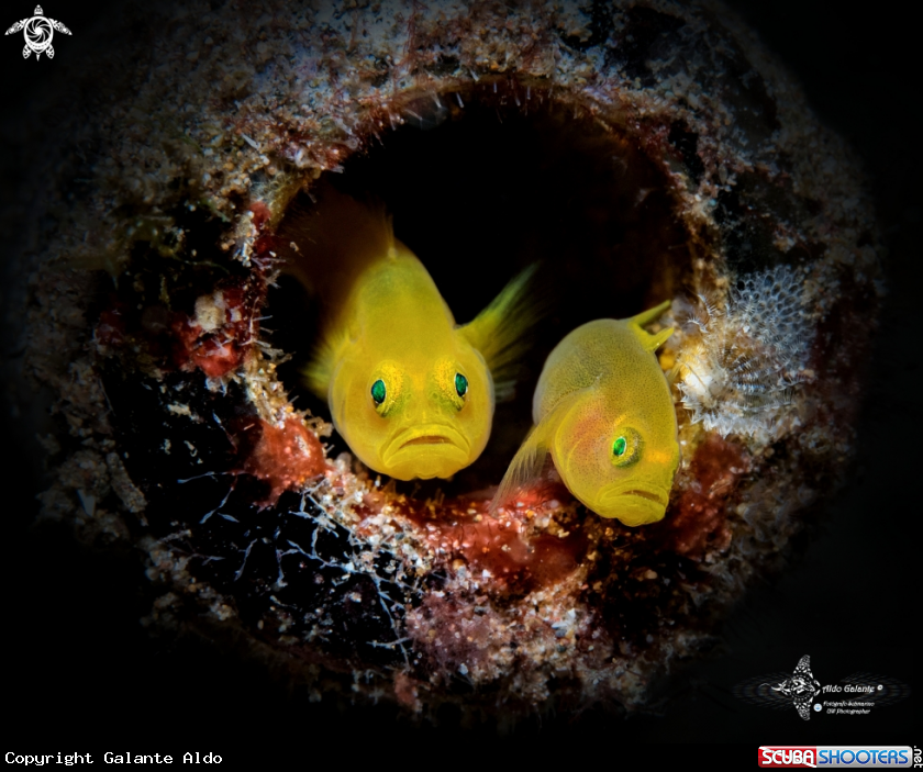 A Yellow Pygmy Goby 