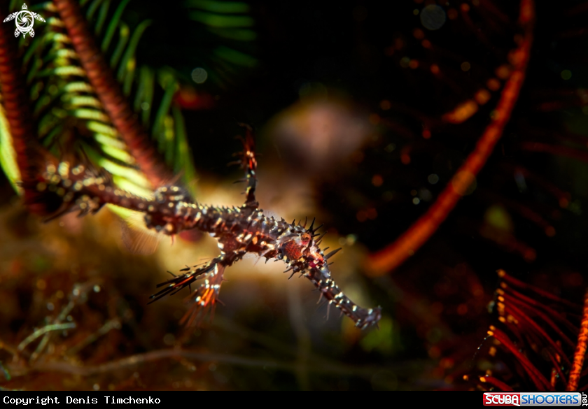A PIPEFISH